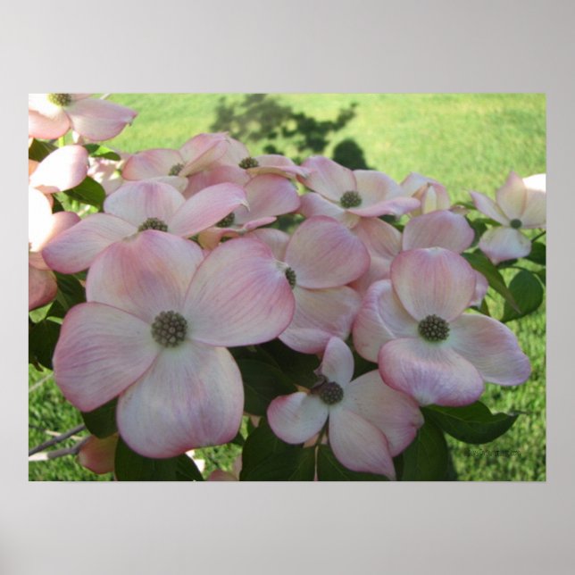 Pink Flower Dogwood Poster (Vorne)