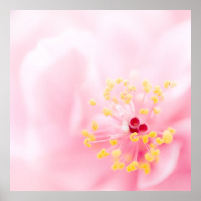 Pink flower poster (Vorne)