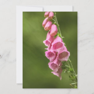 Pink Foxglove Blossom Naturell Foto Karte
