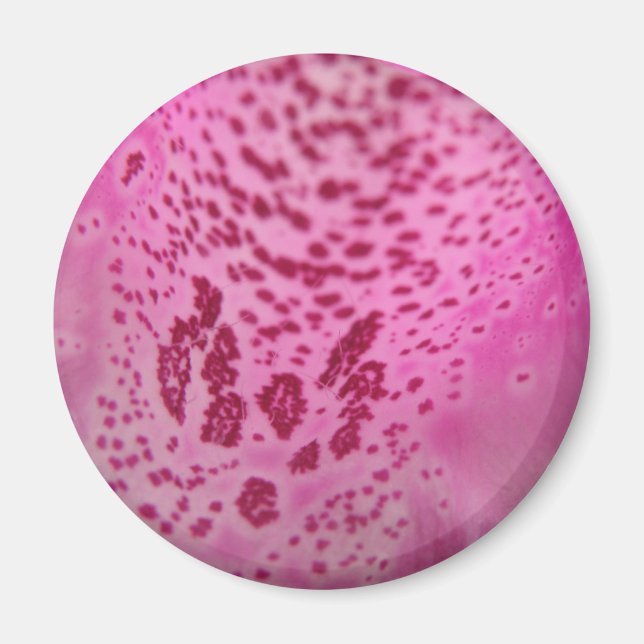Pink Foxglove Petal Magnet (Vorne)
