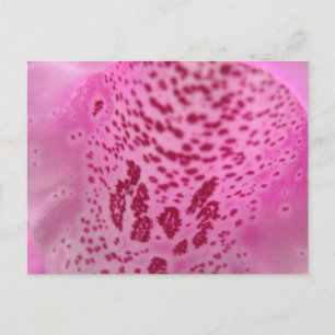 Pink Foxglove Petal Postcard Postkarte