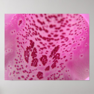 Pink Foxglove Petal Print Poster