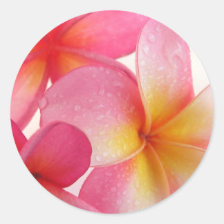 Pink Frangipani Runder Aufkleber