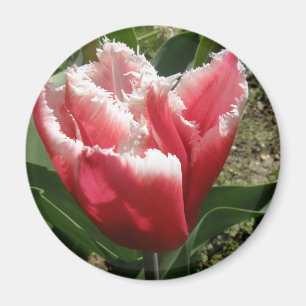Pink Fringed Tulip Magnet