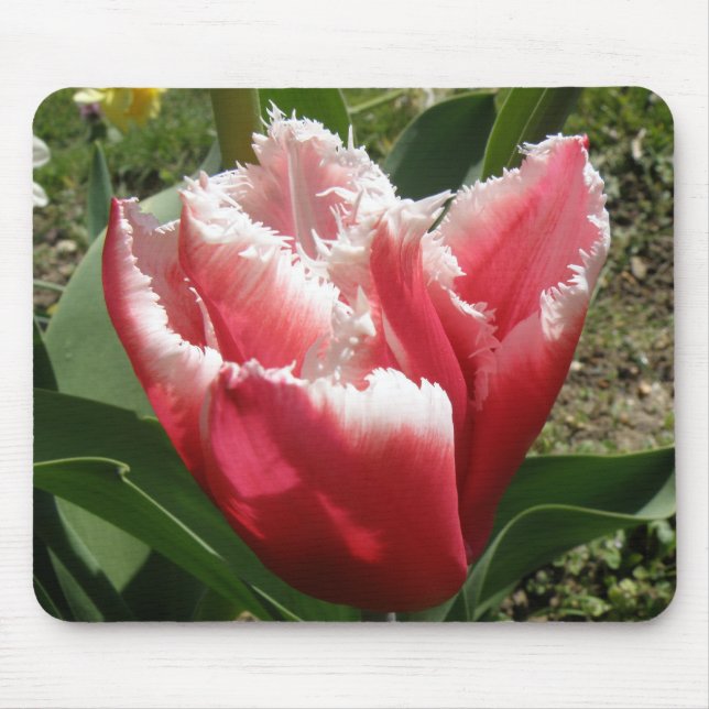 Pink Fringed Tulip Mousepad (Vorne)