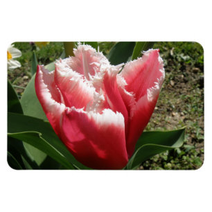 Pink Fringed Tulip Premium Magnet