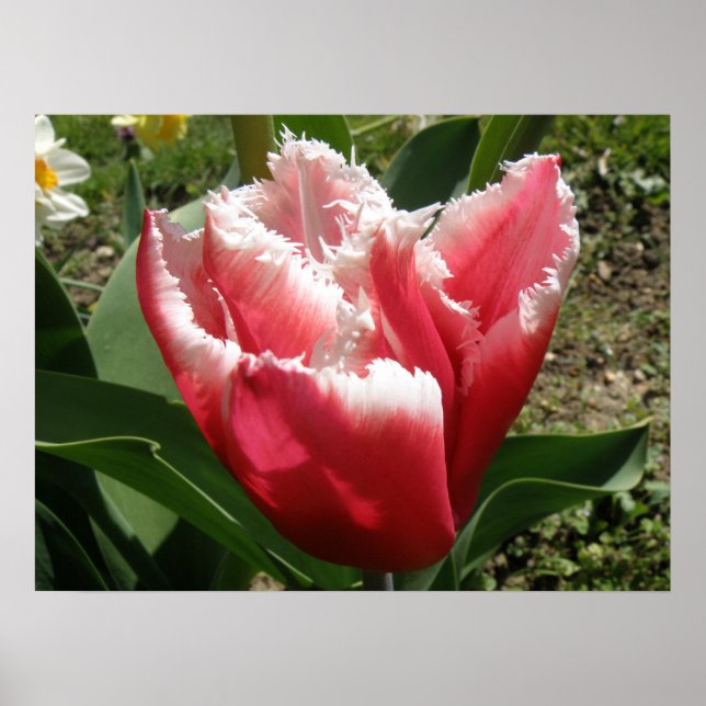 Pink Fringed Tulip Print Poster (Vorne)
