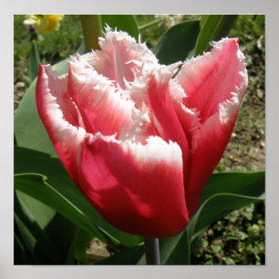 Pink Fringed Tulip Print Poster