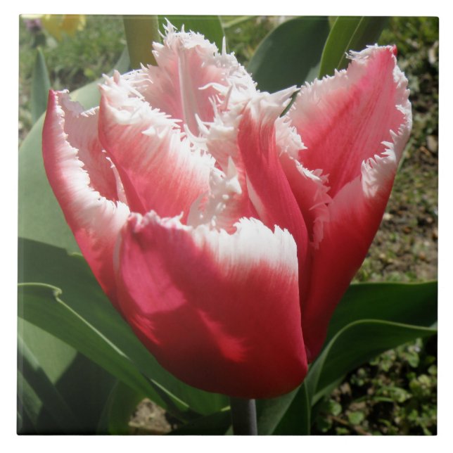 Pink Fringed Tulip Tile Fliese (Vorderseite)