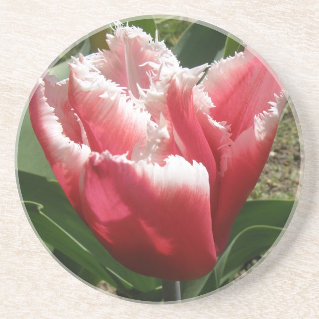 Pink Fringed Tulip Untersetzer (Vorne)