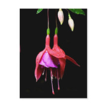 Pink Fuchsia-Blume