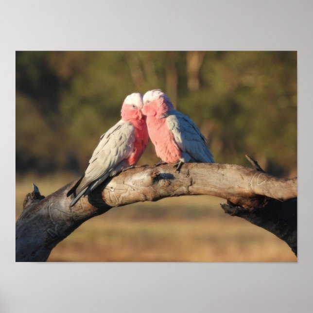Pink Galahs Poster (Vorne)