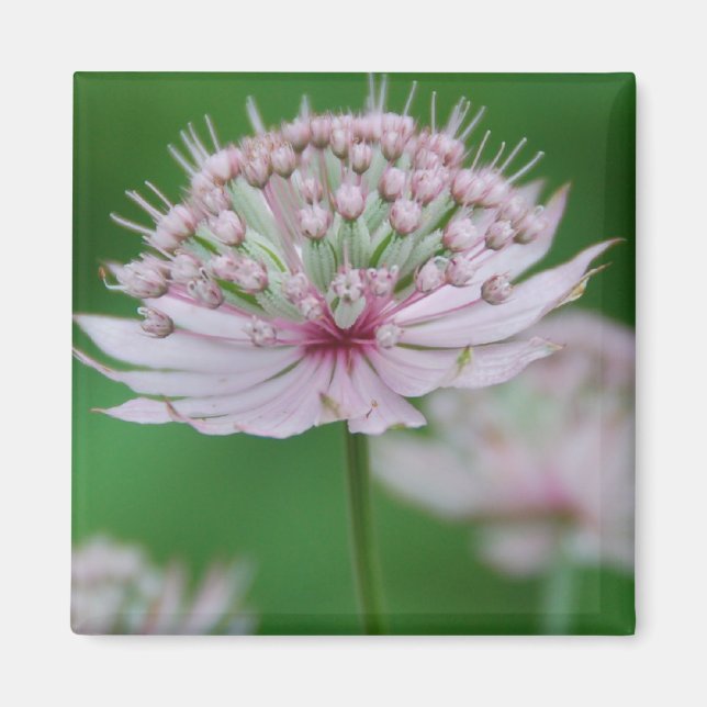Pink Garden Magnet (Vorne)