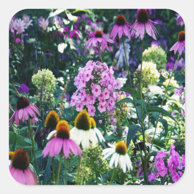 Pink Garden Phlox Landschaft mit Kone-Blume Quadratischer Aufkleber (Vorderseite)