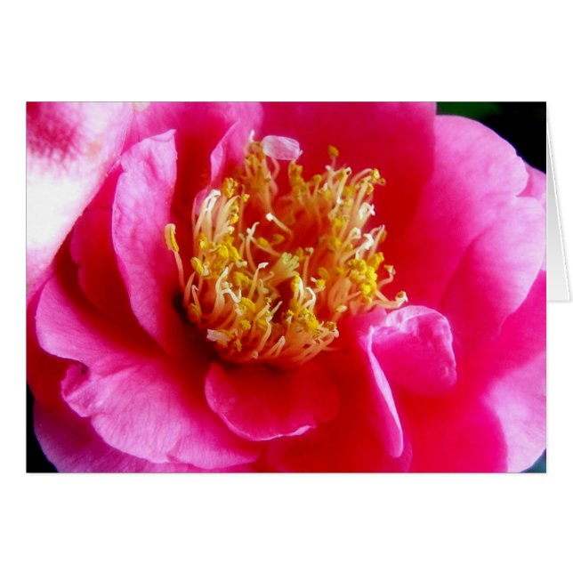 Pink Gardenia Macro Card (Vorderseite (Horizontal))