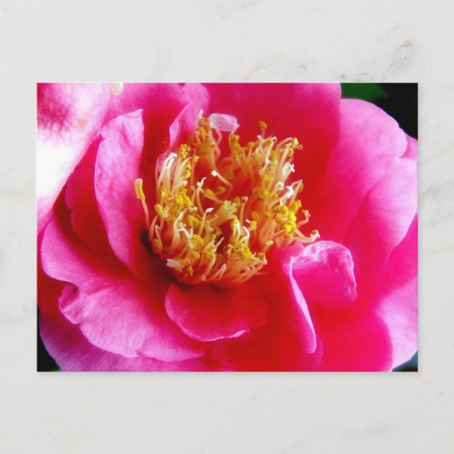 Pink Gardenia Makro Postkarte (Vorderseite)