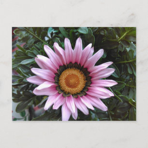 Pink Gazania Postkarte