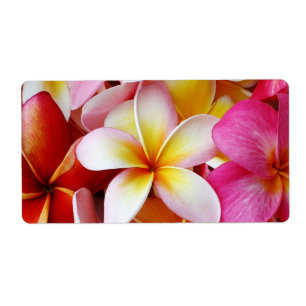 Pink-Gelb-Weiß-Mixed-Plumeria-Blume