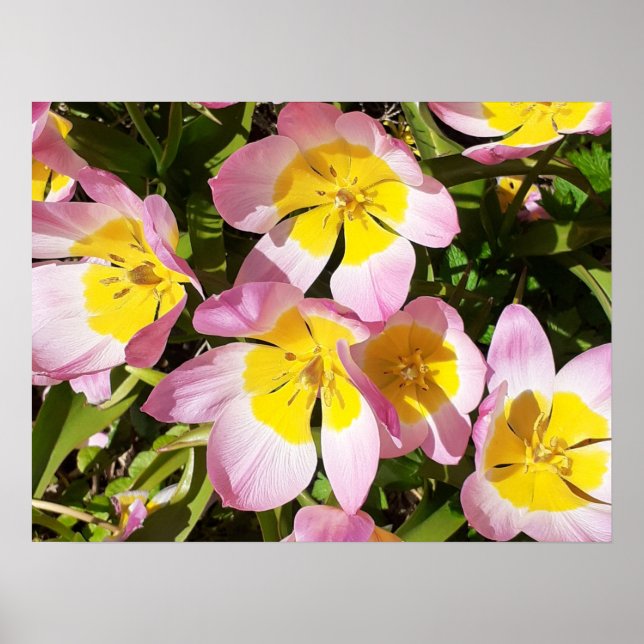 Pink & gelbe Blumen Poster (Vorne)