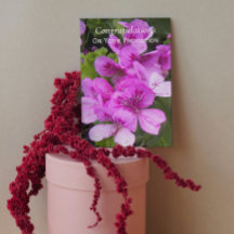 Pink Geranias Floral Werbeaktion Herzlichen Glückw