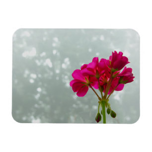 Pink Geranium Foto Magnet