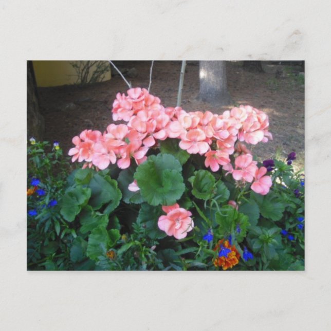Pink Geranium Postcard Postkarte (Vorderseite)