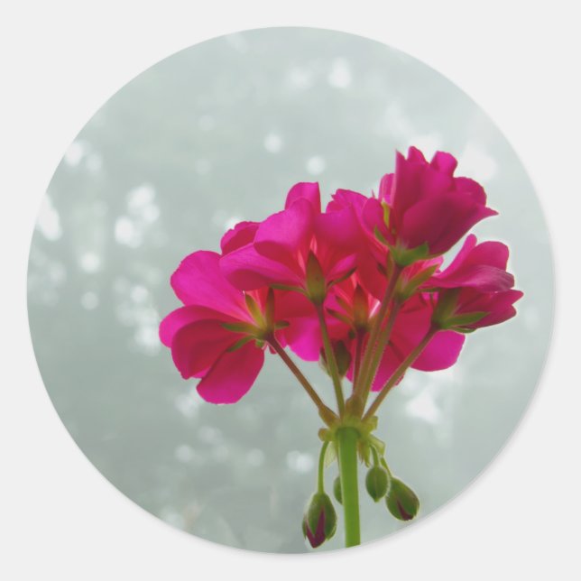 Pink Geraniums Blumenkleber Runder Aufkleber (Vorderseite)