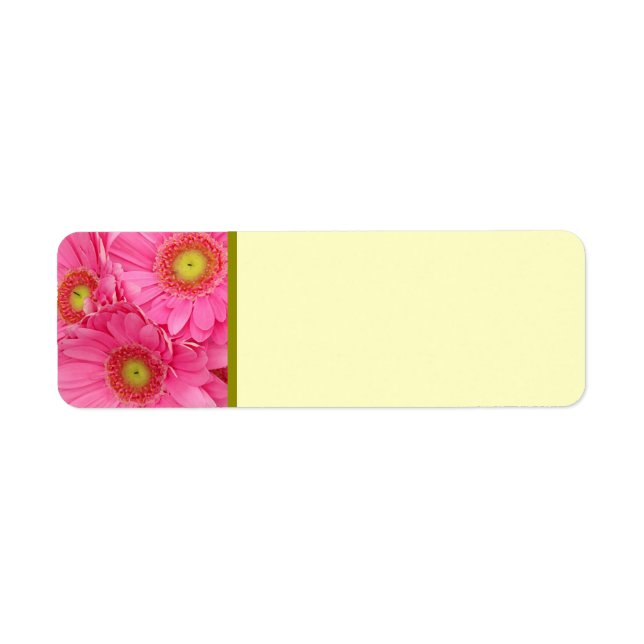 Pink Gerber Daisies (Vorne)