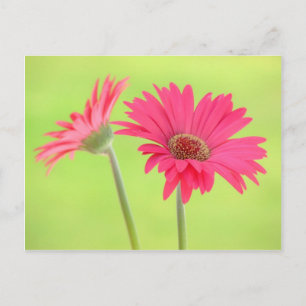 Pink Gerber Daisies auf Green Postkarte