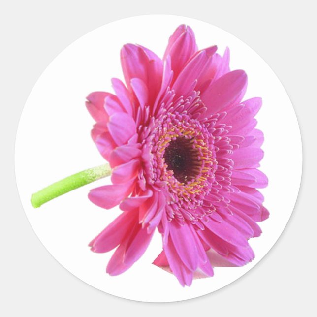 Pink Gerber Daisy Envelope Sticker (Vorderseite)