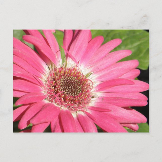 Pink Gerber Daisy Postkarte (Vorderseite)