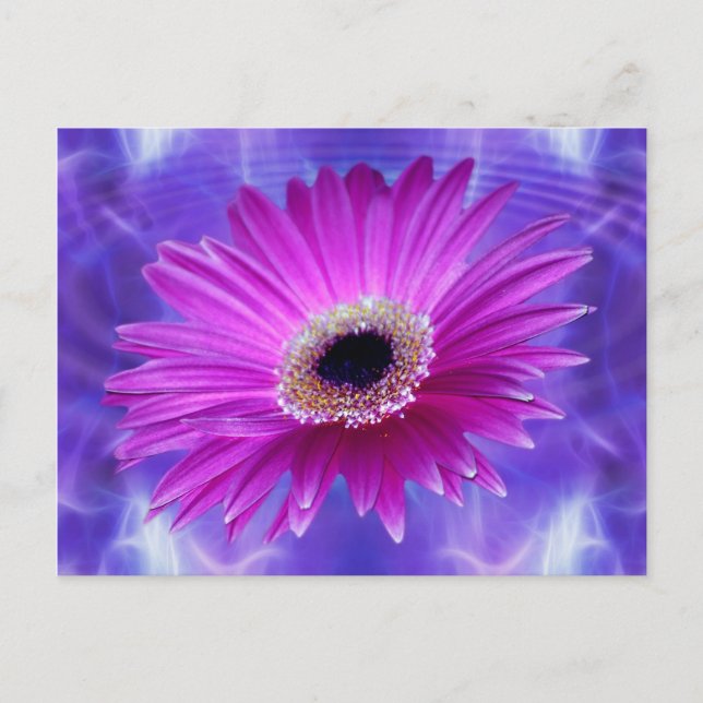 Pink Gerber Daisy Postkarte (Vorderseite)