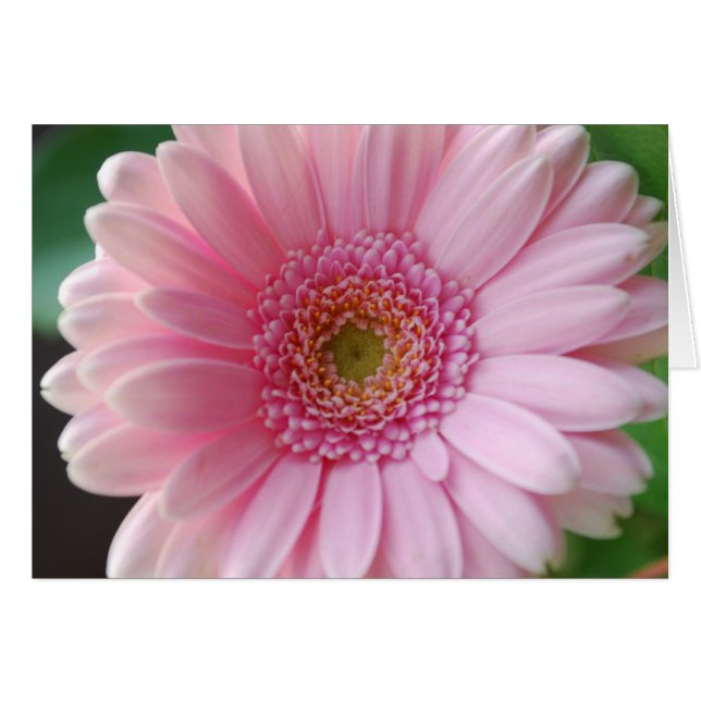 Pink Gerbera Card (Vorderseite (Horizontal))