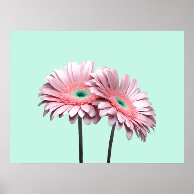 Pink Gerbera Daisies Poster (Vorne)
