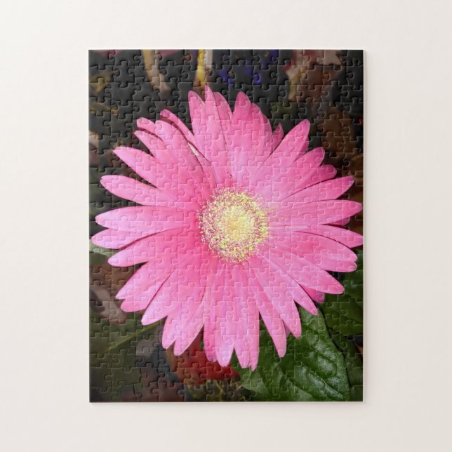 Pink Gerbera Daisy (Vertikal)