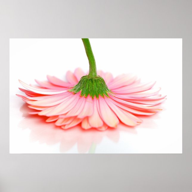 Pink Gerbera Daisy Blume Foto Poster (Vorne)