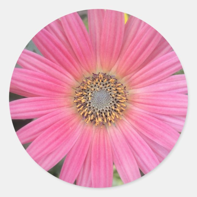 Pink Gerbera Daisy Envelope Stickers (Vorderseite)