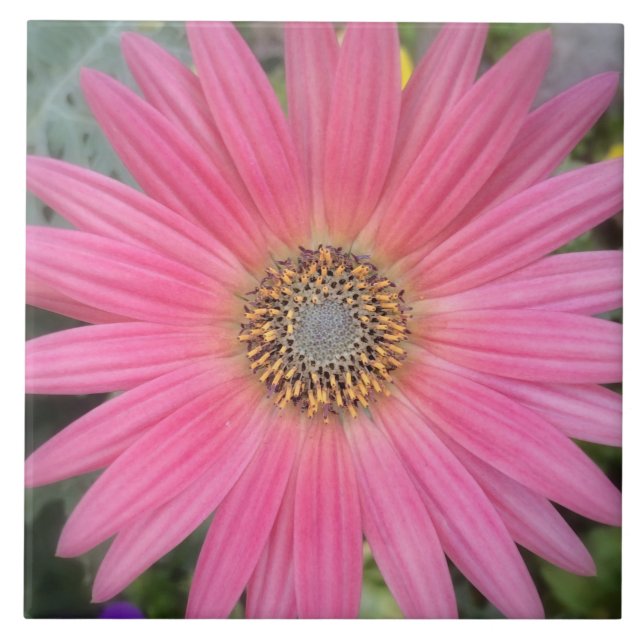 Pink Gerbera Daisy Keramik Tile Fliese (Vorderseite)