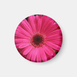 Pink Gerbera Daisy Magnet
