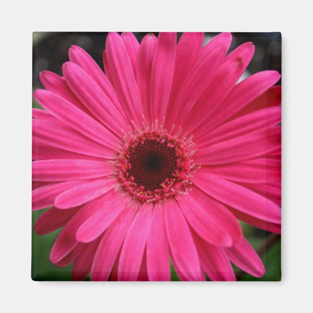 Pink Gerbera Daisy Magnet (Vorne)