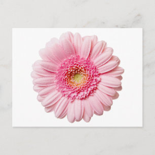 Pink Gerbera Daisy Postkarte