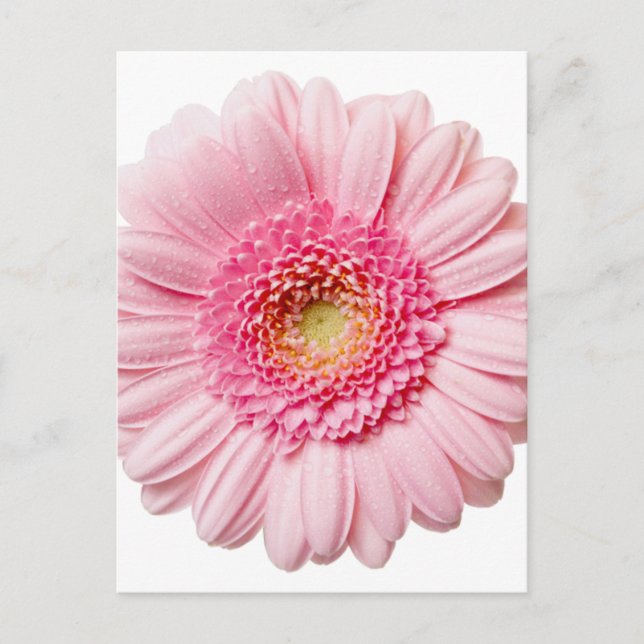 Pink Gerbera Daisy Postkarte (Vorderseite)