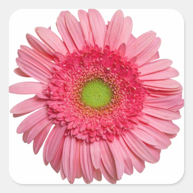 Pink Gerbera Daisy Quadratischer Aufkleber (Vorderseite)