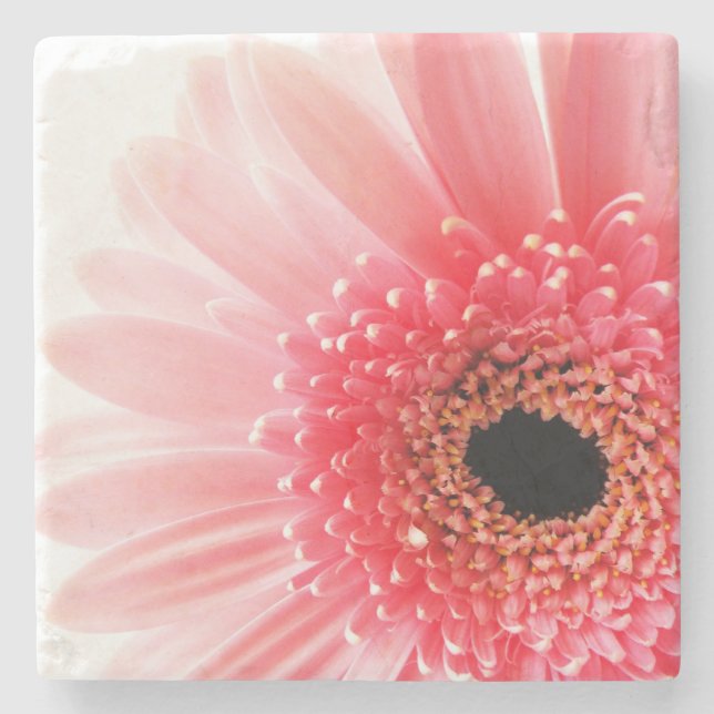 Pink Gerbera Daisy Steinuntersetzer (Vorderseite)