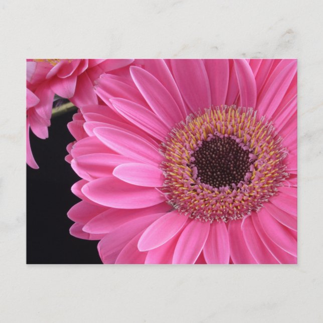 Pink Gerbera Postkarte (Vorderseite)