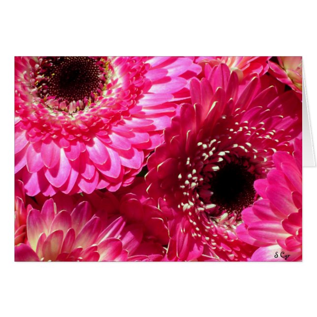 Pink Gerberas (Vorderseite (Horizontal))