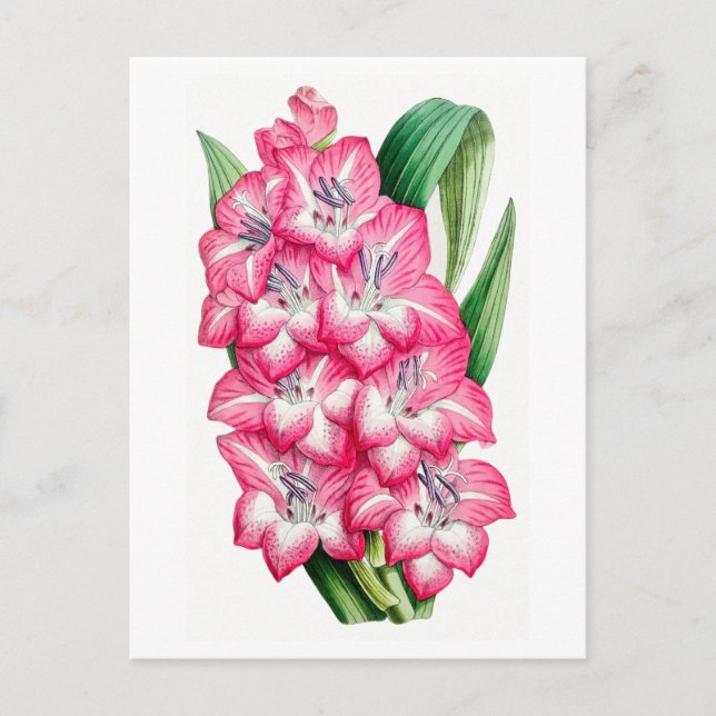Pink Gladiolus Vintag Botanische Postkarte (Vorderseite)
