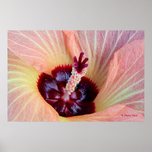 Pink Hau Blossom Poster (Vorne)