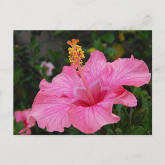 Pink Hawaii Hibiskus Postkarte