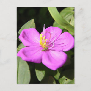 Pink Hawaiian Plumeria Poster Imitate Canvas Print Postkarte